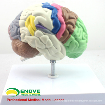 BRAIN09 (12407) Menschliches Modell des funktionellen Gehirns, Anatomiemodelle&gt; Medizinische Hirnmodelle
